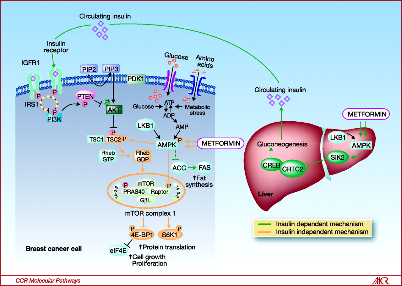 how does metformin work with insulin resistance